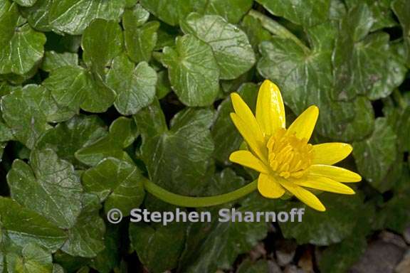 ranunculus ficaria 1 graphic